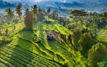 Ubud Bali travel guide